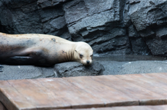 加茂水族館のアシカ