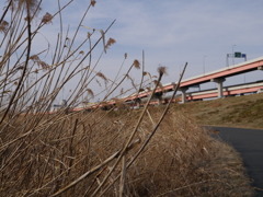 冬枯れしたすすきと首都高速中央環状線