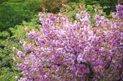 八重桜