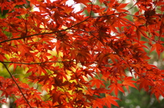 春の紅葉