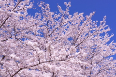 桜1