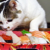 どろぼう猫