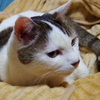 愛猫