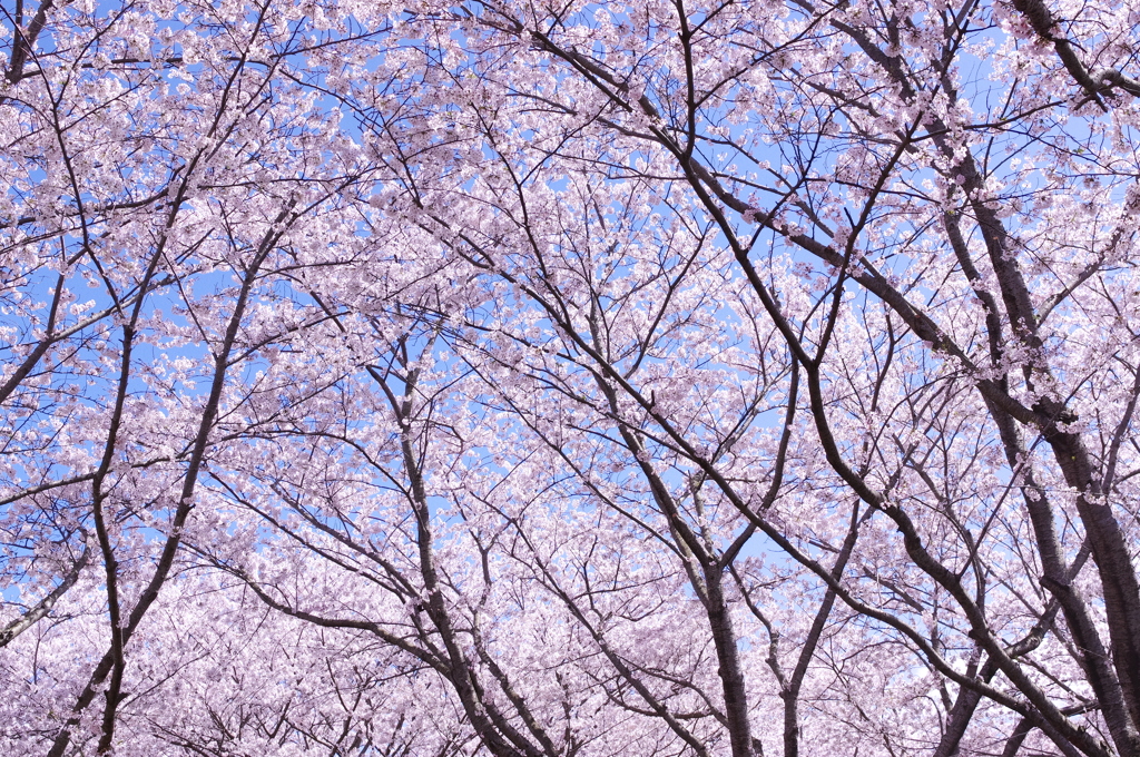 桜2