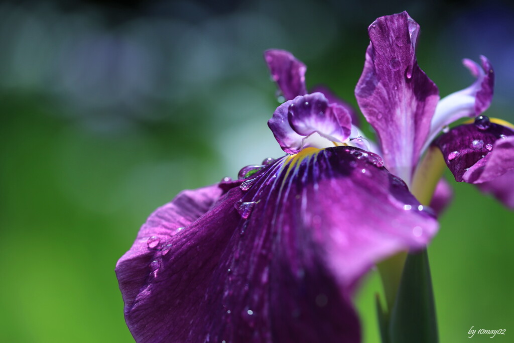 花菖蒲５