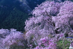 里山桜