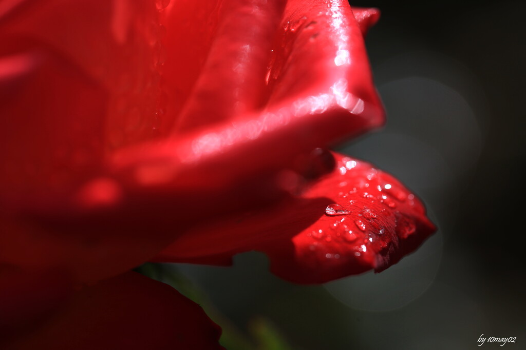 秋薔薇