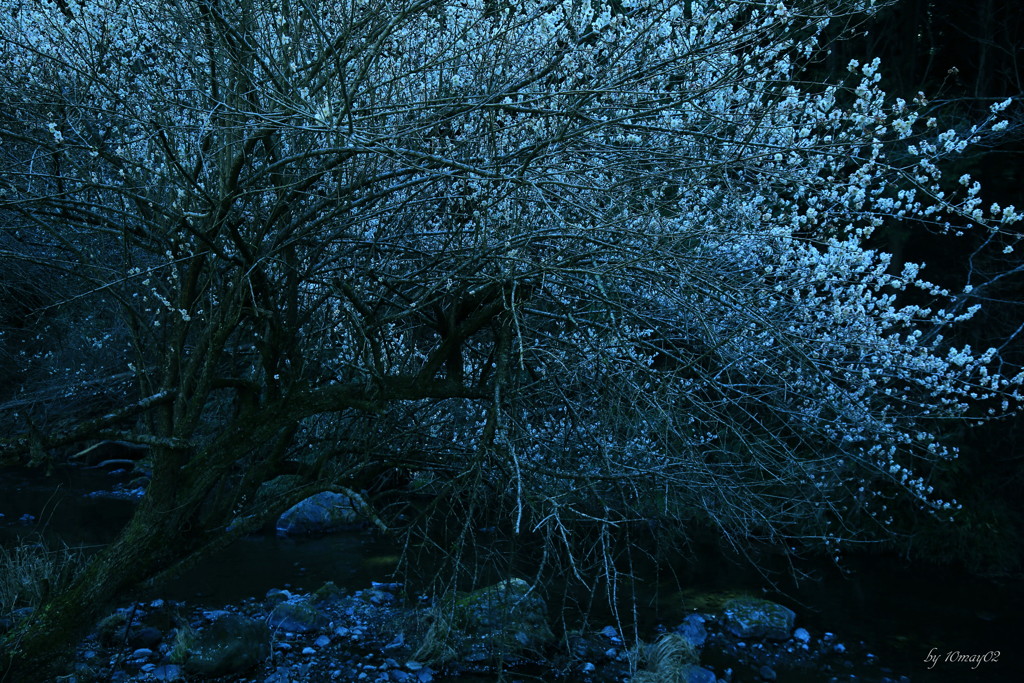 白梅