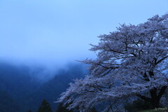 孤高の桜