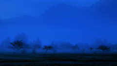 深山幽木