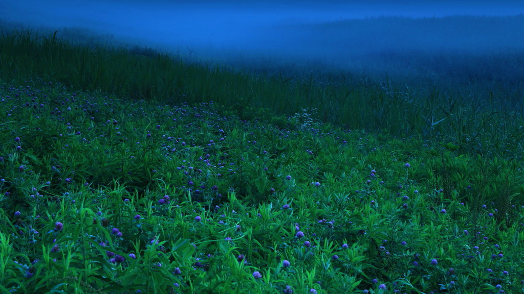 ノアザミ・ブルー