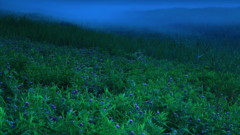 ノアザミ・ブルー