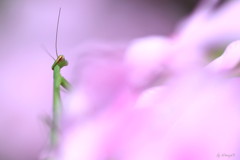 カマキリ