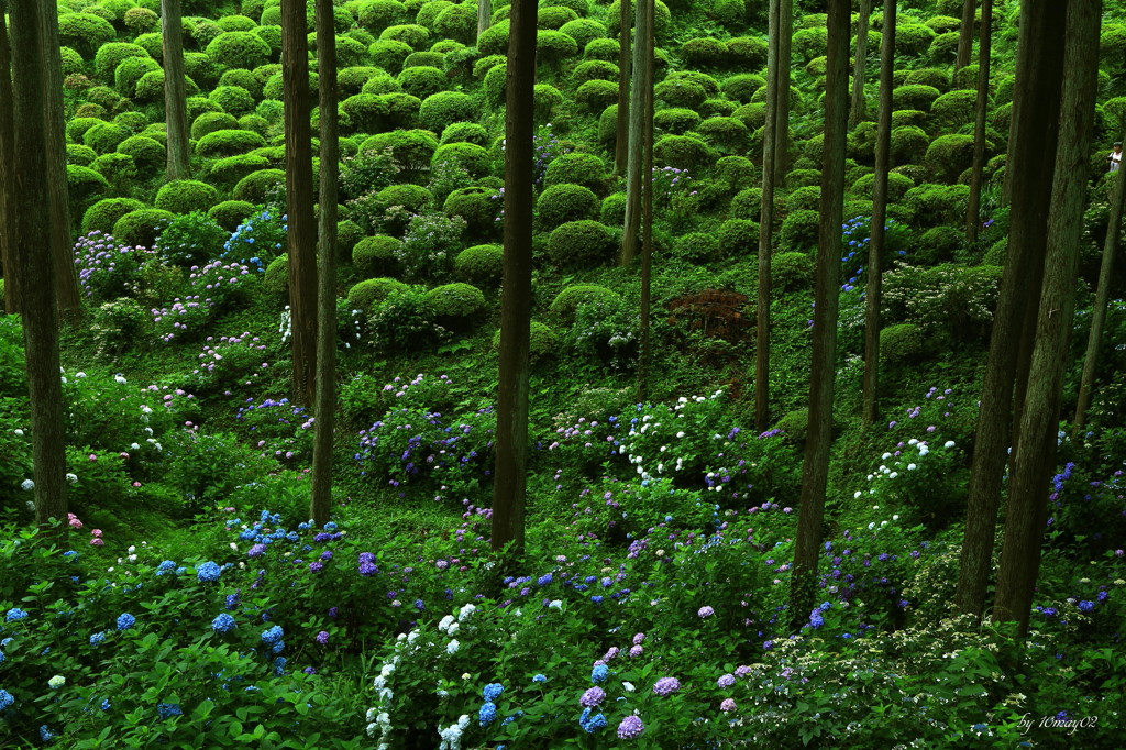 隠れ紫陽花