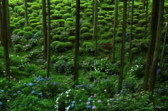 隠れ紫陽花