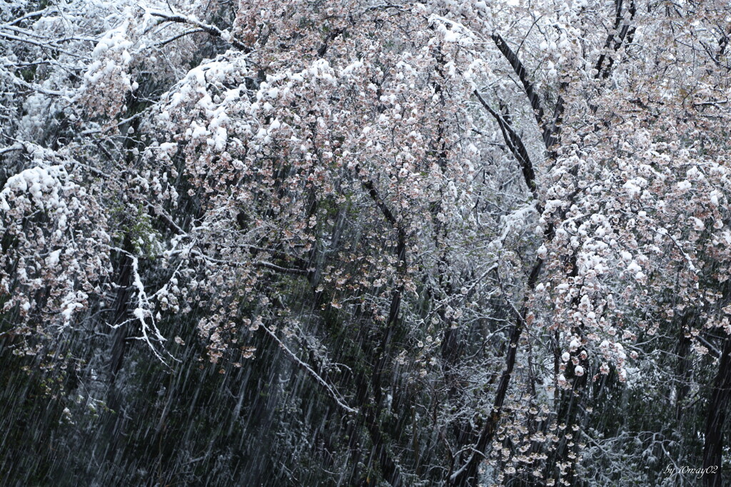 春吹雪３