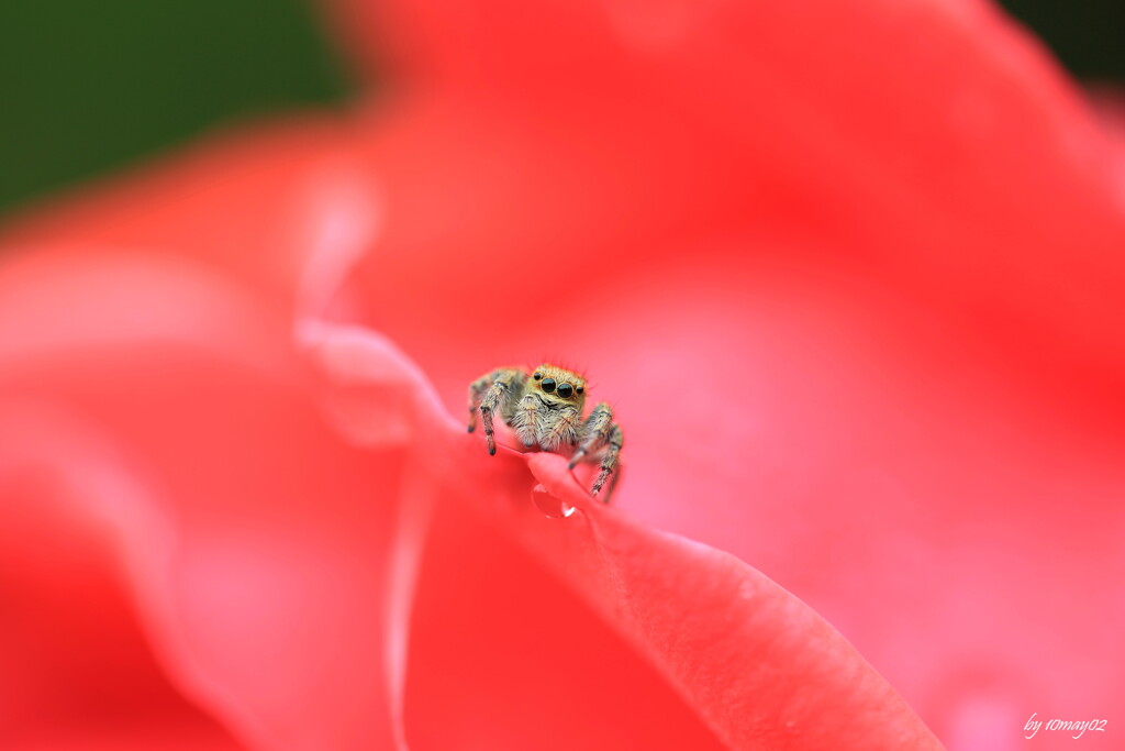 薔薇星人