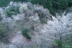 霞桜