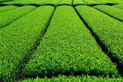 新茶の香り