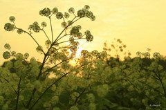 うどの花