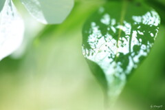 影紫陽花