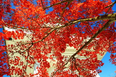 紅葉