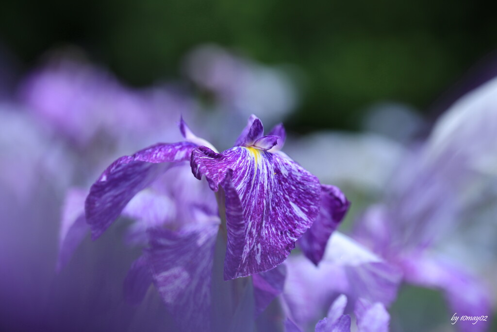 花菖蒲４