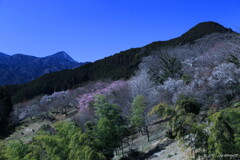 竹梅林