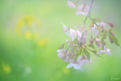 麗