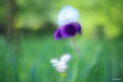 虹の女神