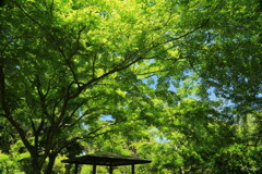 青もみじ