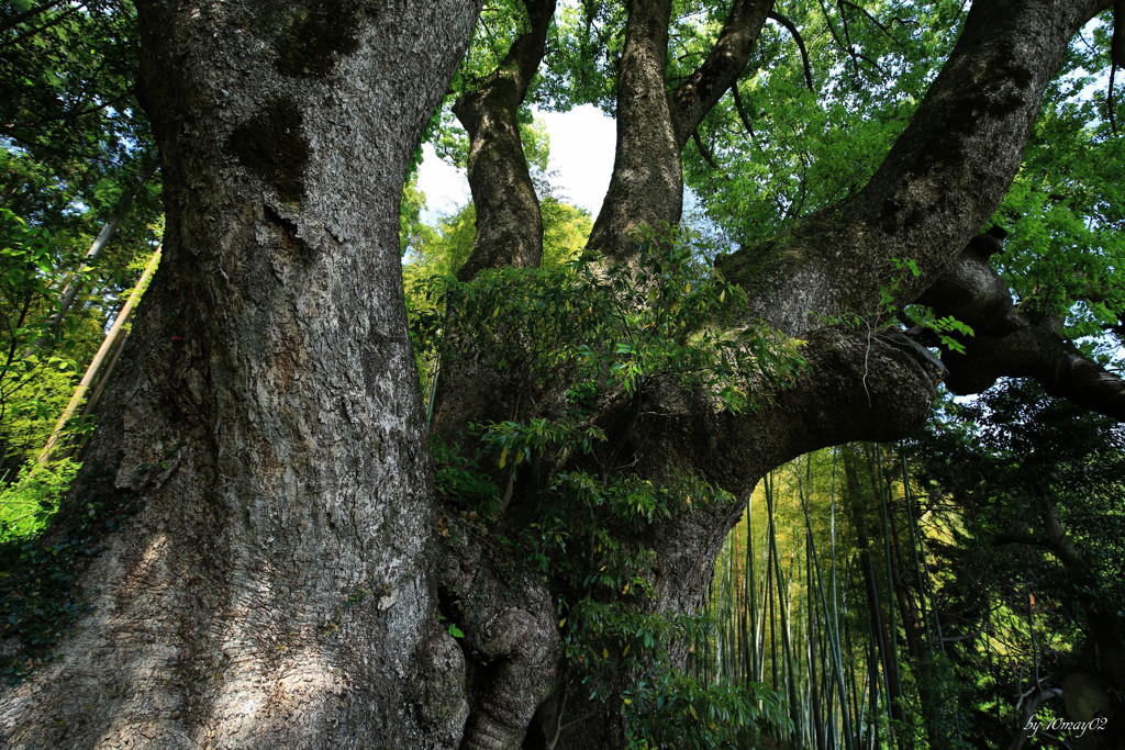 樹齢1000年