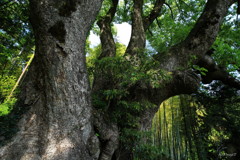 樹齢1000年