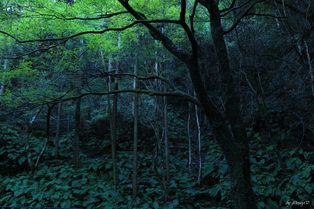 岩窟の樹
