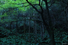 岩窟の樹