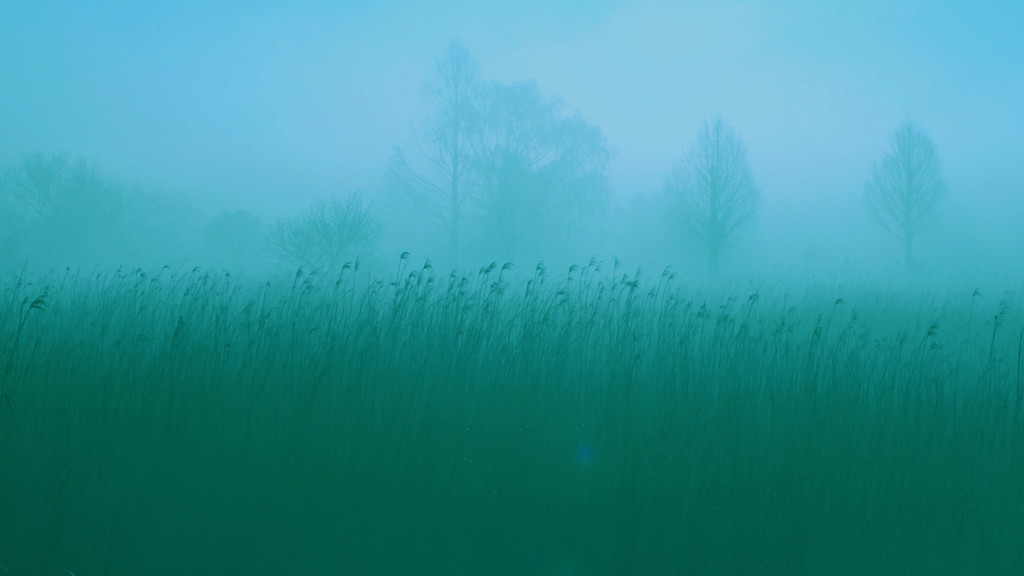 朝霧