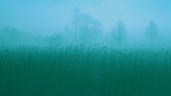 朝霧