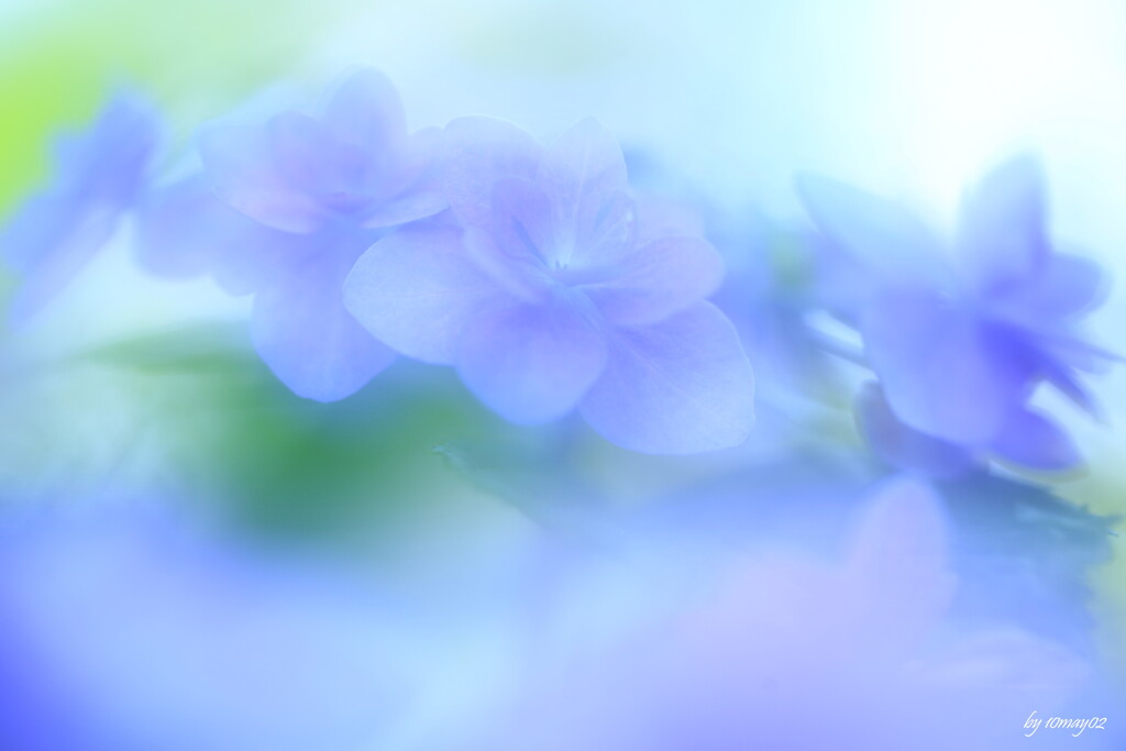紫陽彩