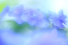 紫陽彩