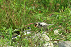 子育て　～ハクセキレイ～