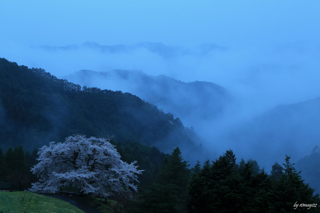 一本桜