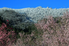 里山の四季彩２