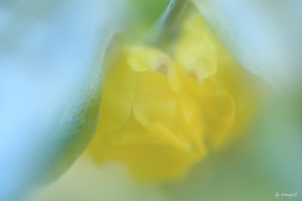 蝋梅