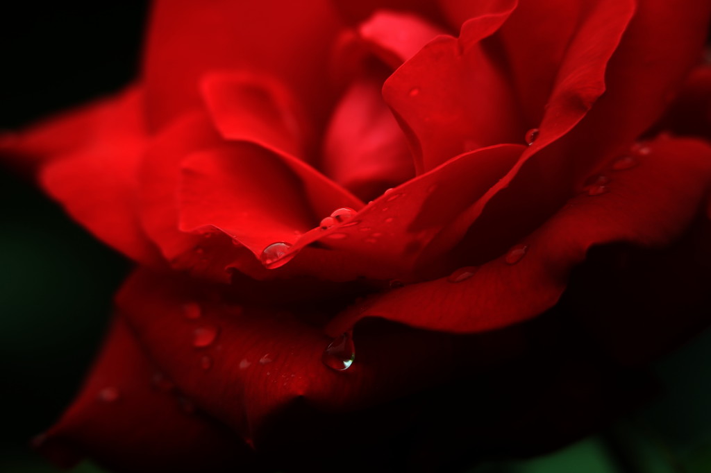 薔薇の涙