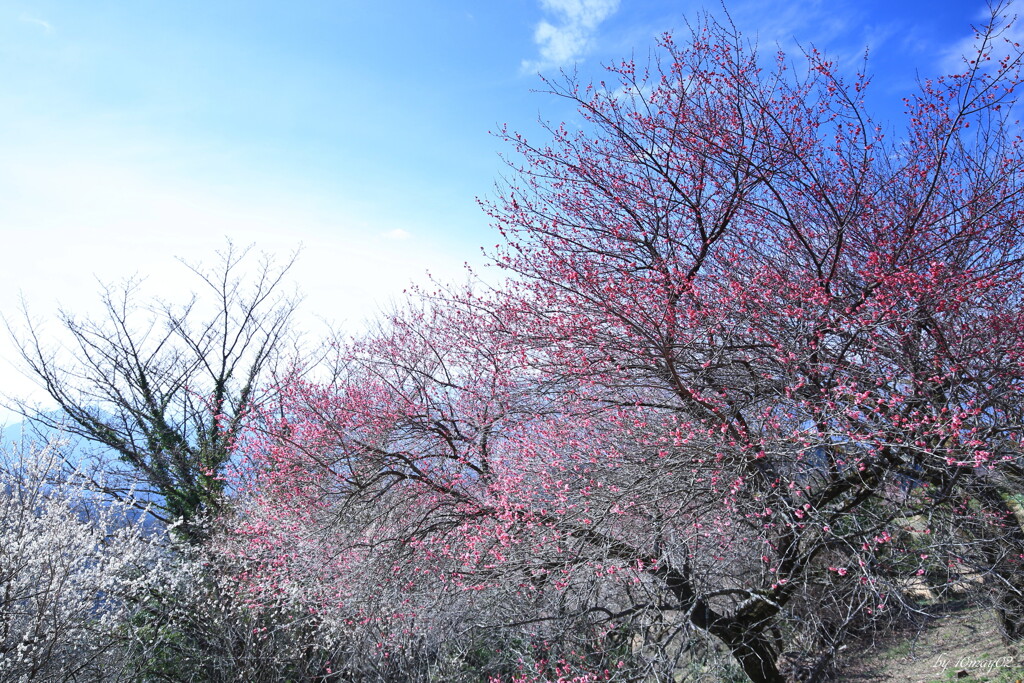 山梅
