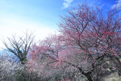 山梅
