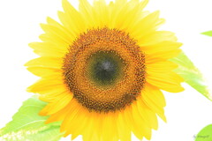 盛夏