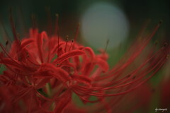 中秋