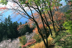 冬桜