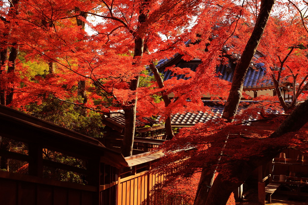 人知れぬ紅葉